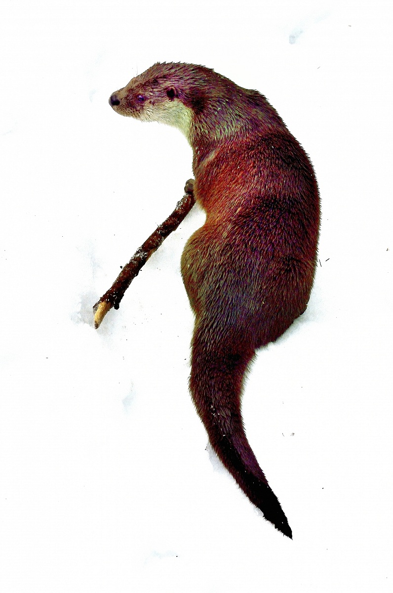 Bayerischen - Otter...