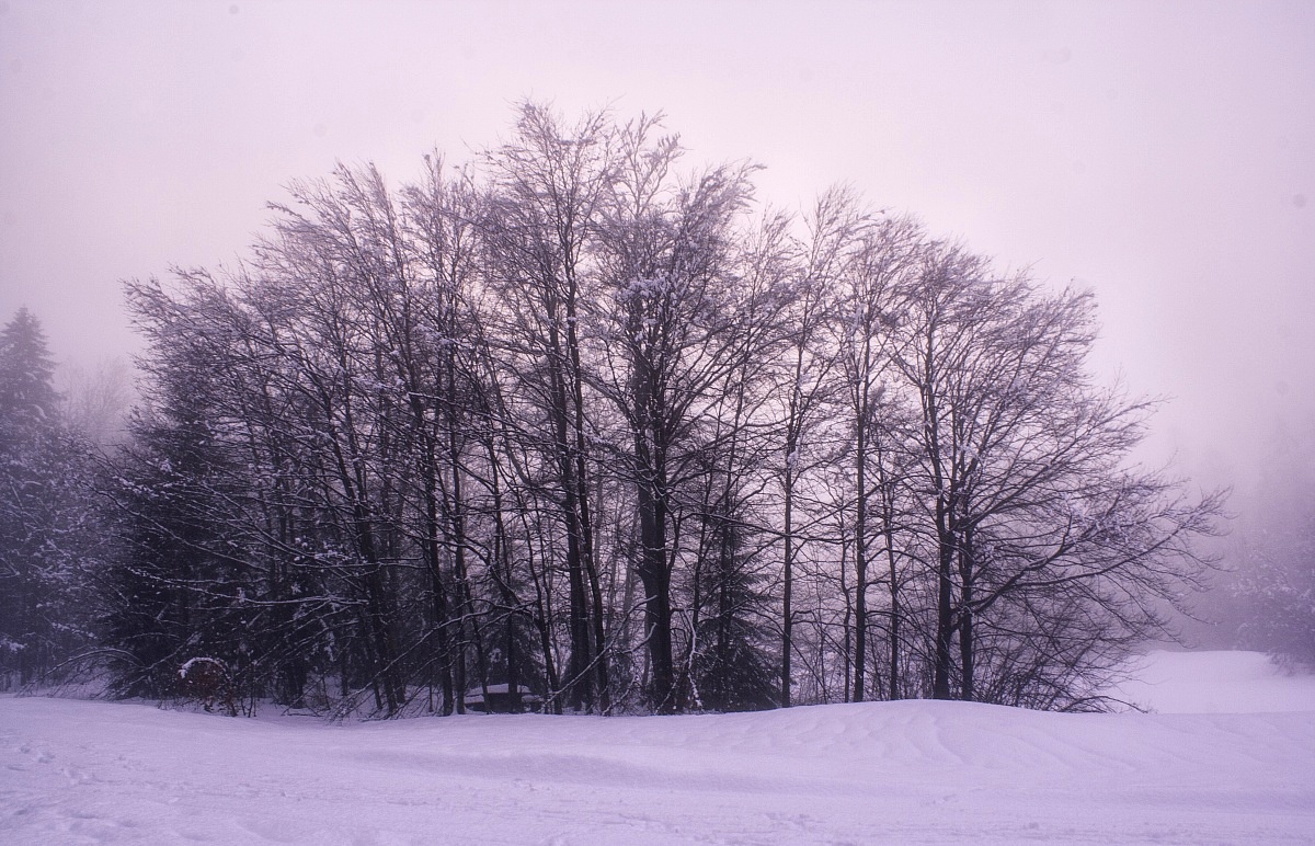 beech trees in winter...