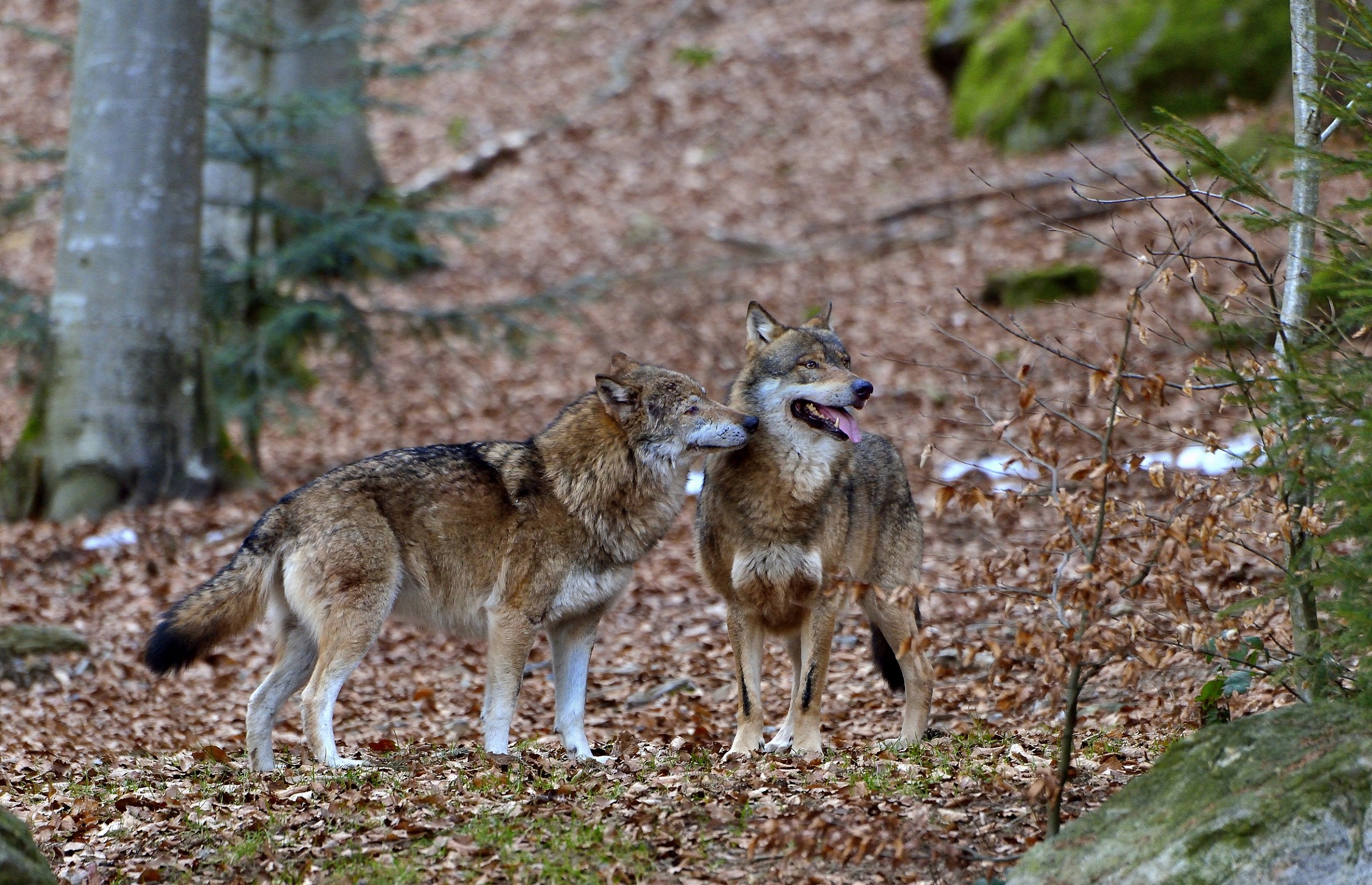 Bayerischen - Wolves...