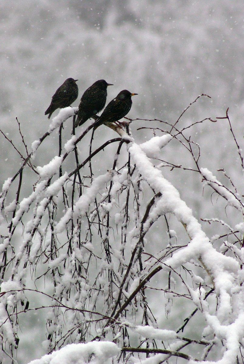 Above the birch...