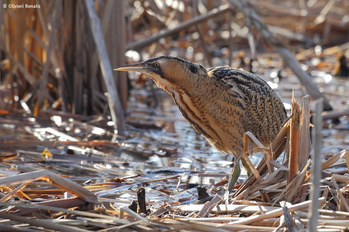 Bittern spiteful...