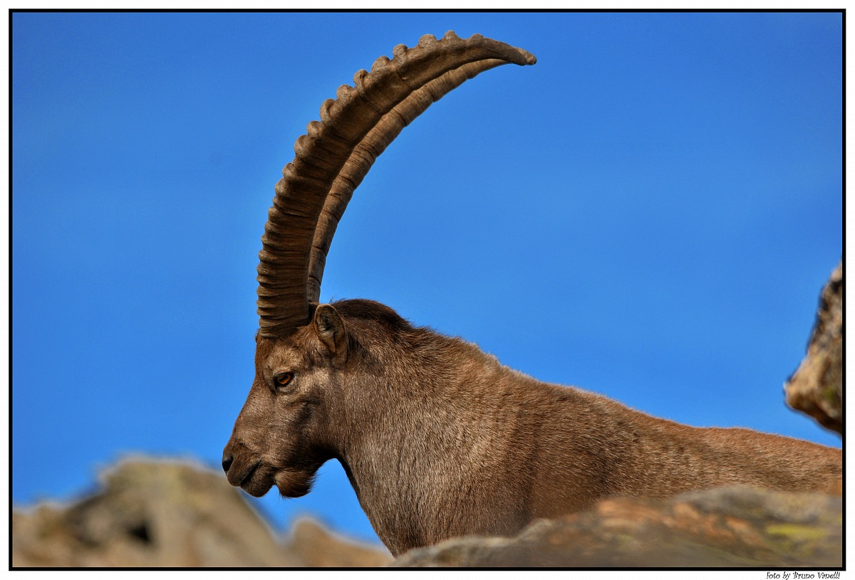 ibex in Valsavarenche...