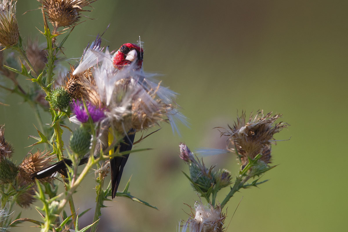 Goldfinch and thistle ......