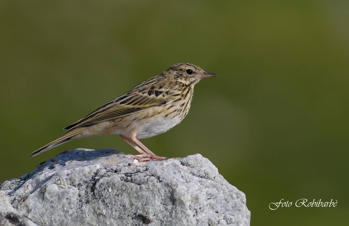 Tree Pipit ... perfectly in line .......
