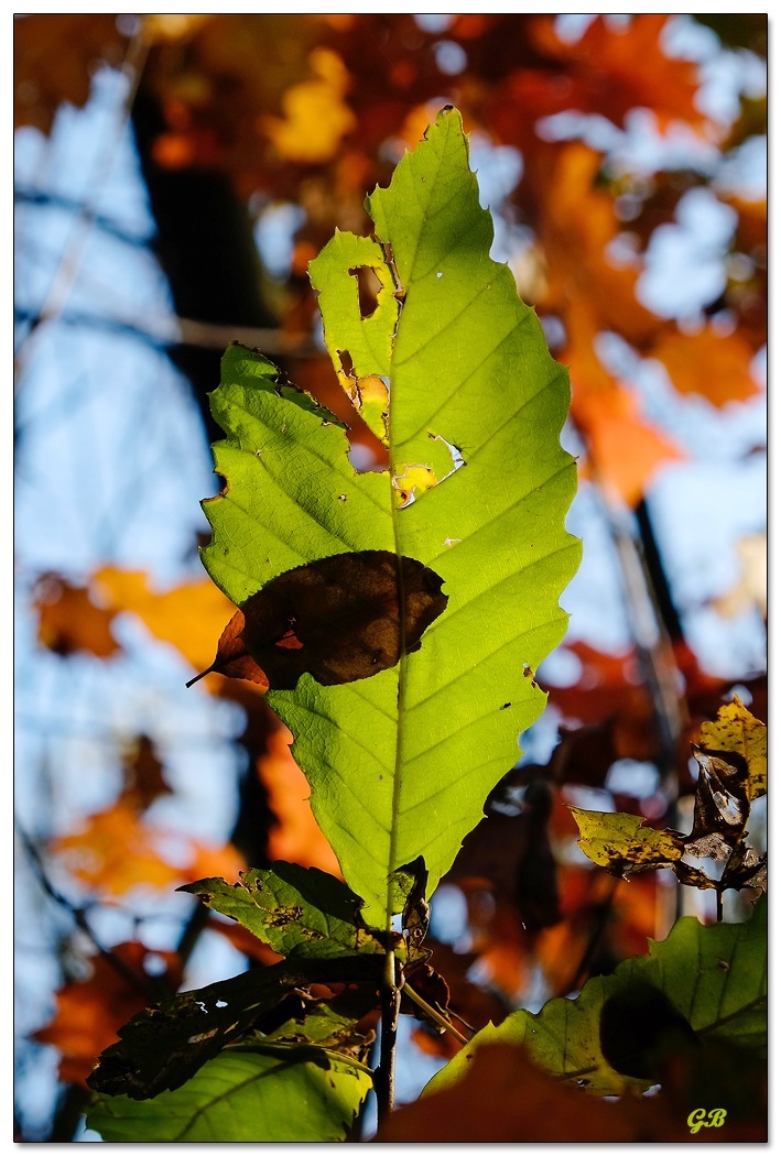Autumn Leaf...