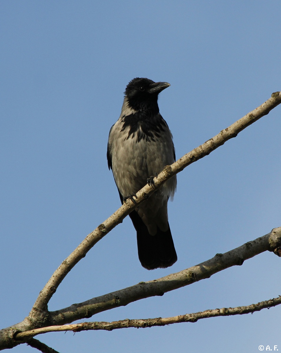 Hooded Crow...
