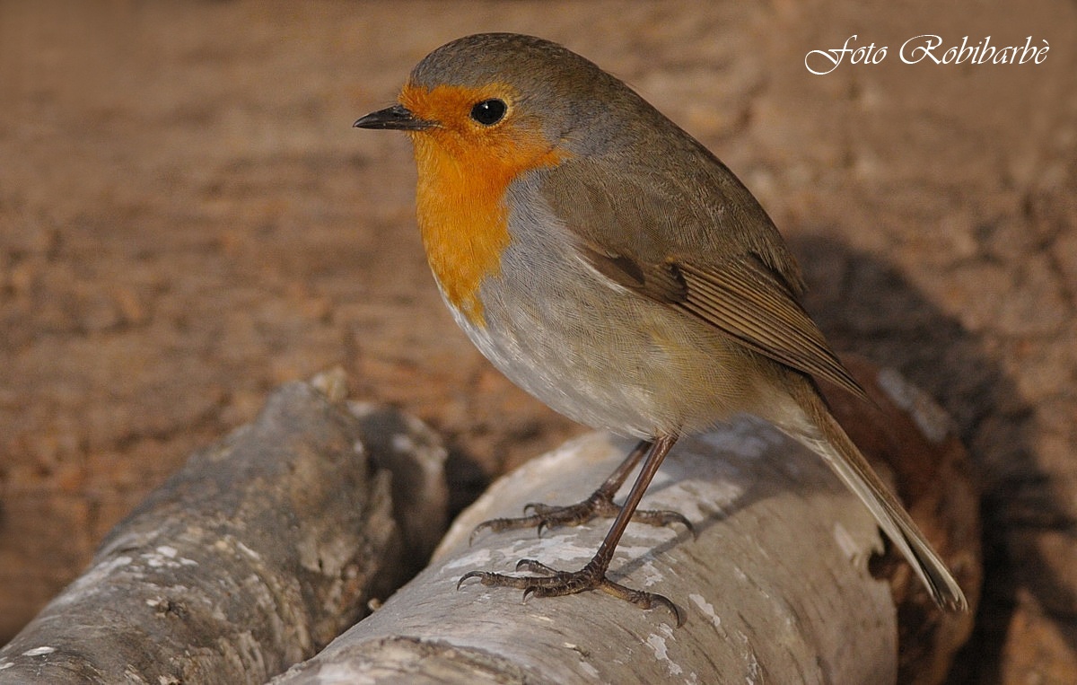 Robin in the foreground .......
