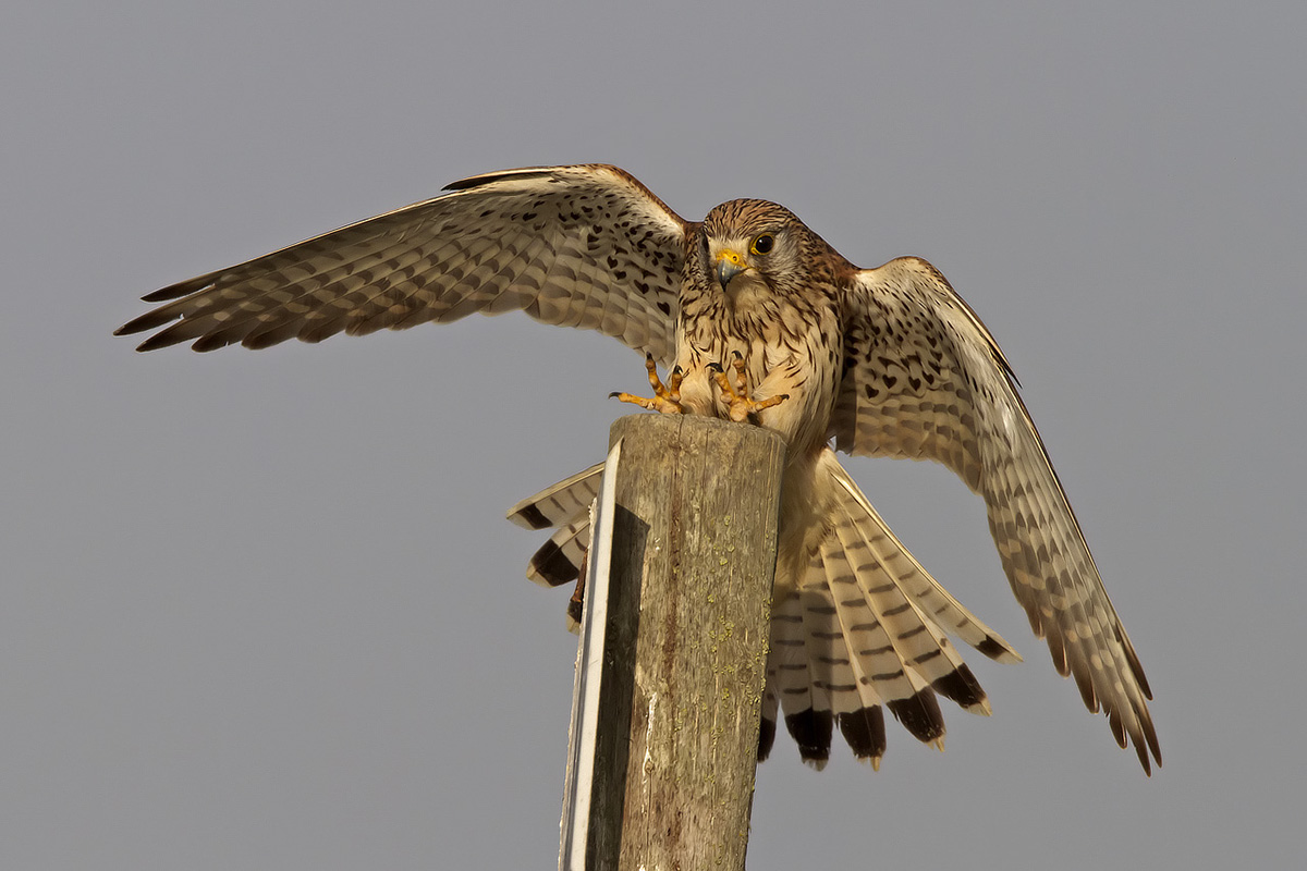 the landing of the kestrel...