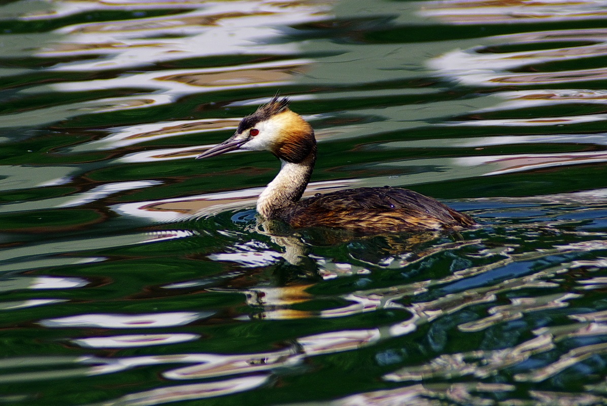 grebe...
