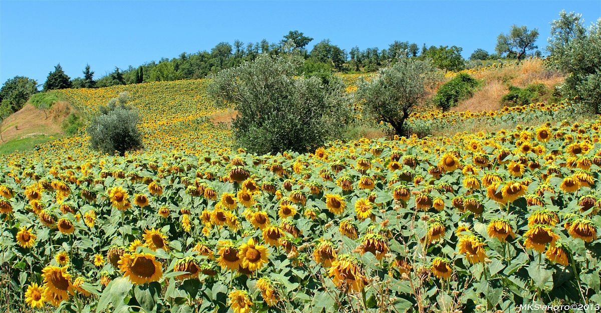 Sunflowers in the Upper Tiber Valley...