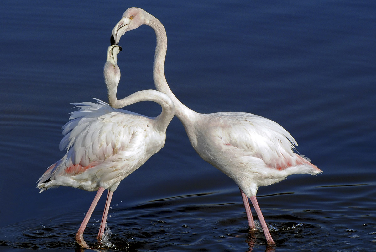 Kiss between pink flamingos Saline Priolo...