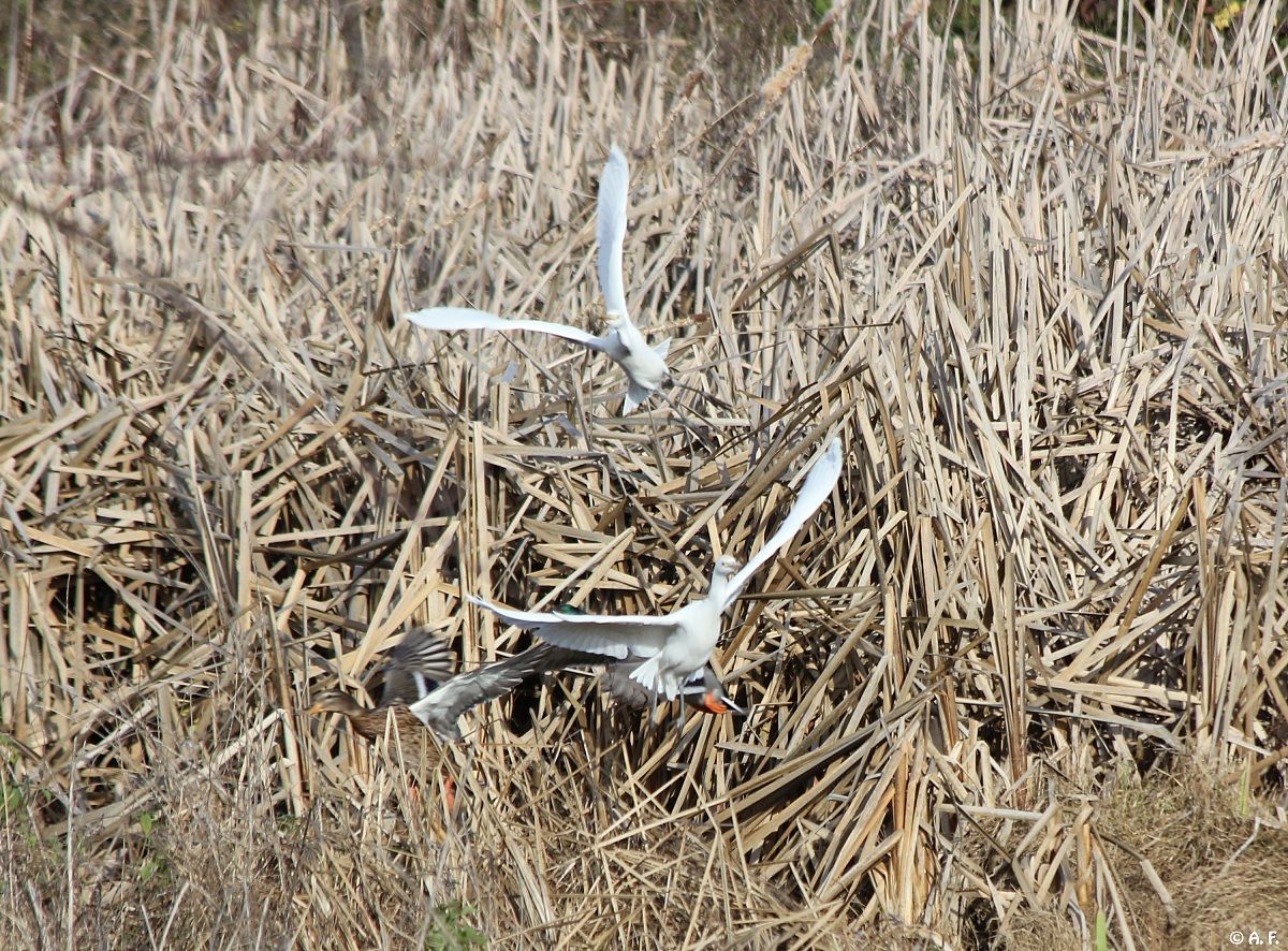 Cattle Egrets...