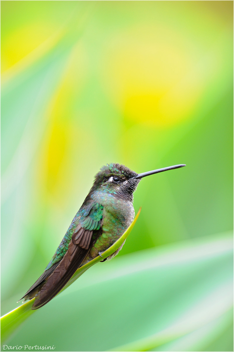 Colibrì con sfondo a pois...