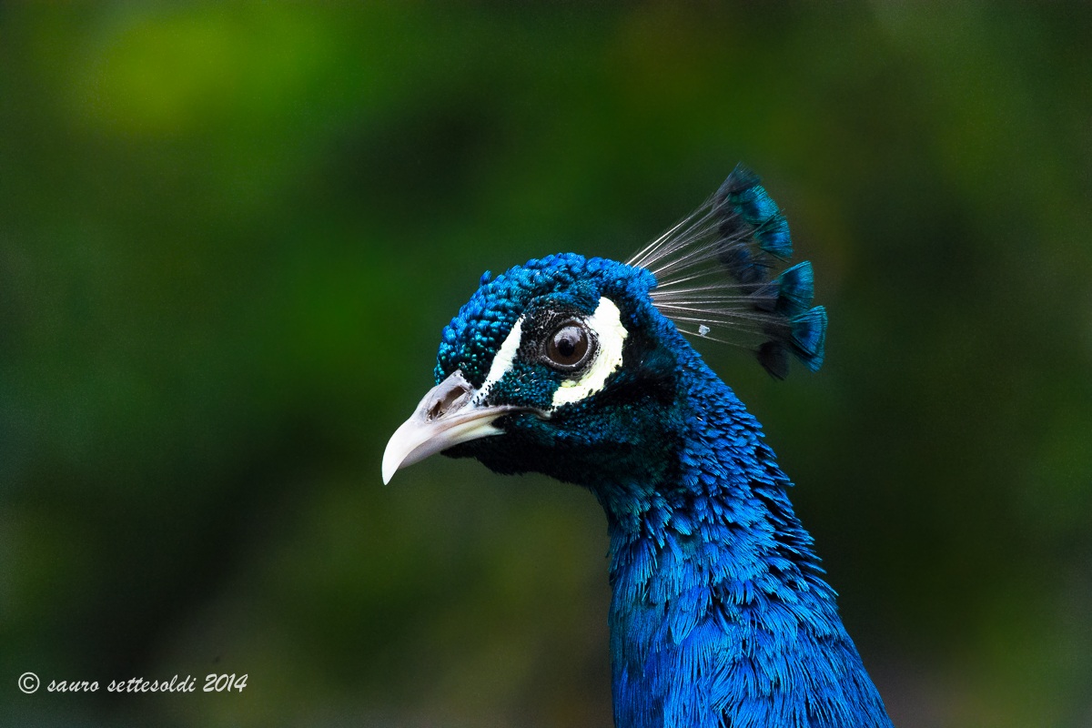 Peacock in the foreground...