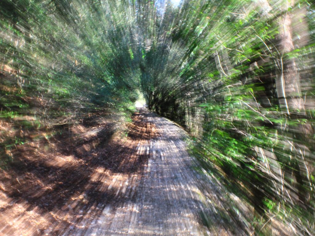 path in the woods...