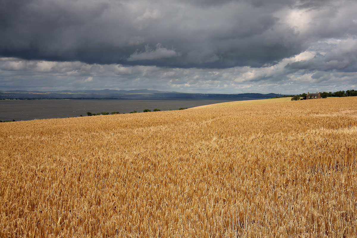 Campi di grano sul Firth of Forth (Scozia)...