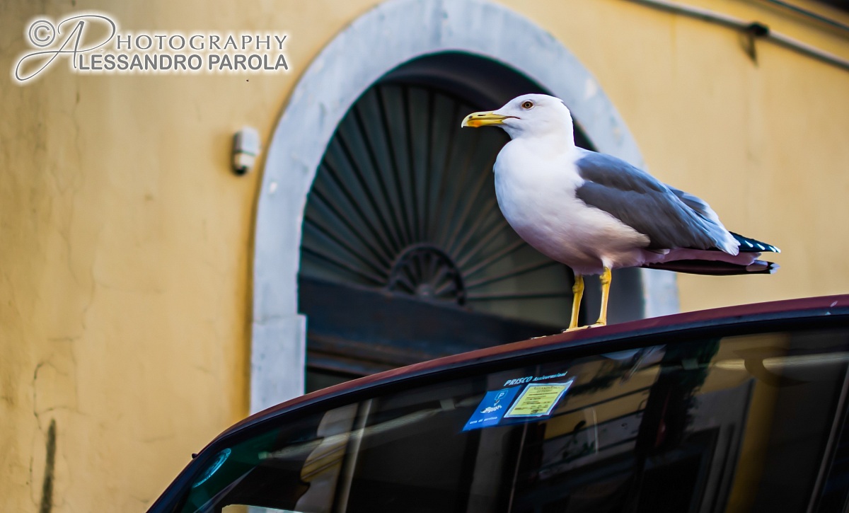 gull on the roof of a car ^ _ ^...
