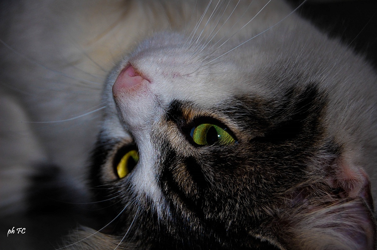 the sweet look of a feline...