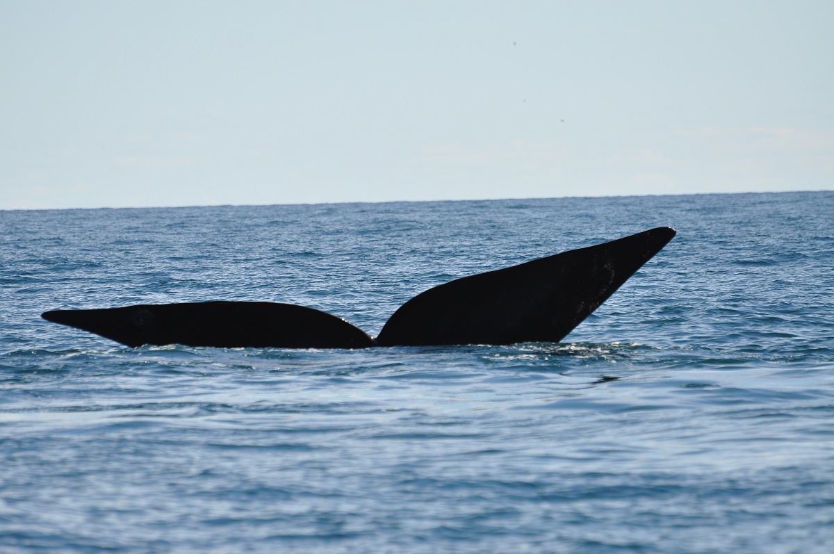 Southern Right Whale tail...