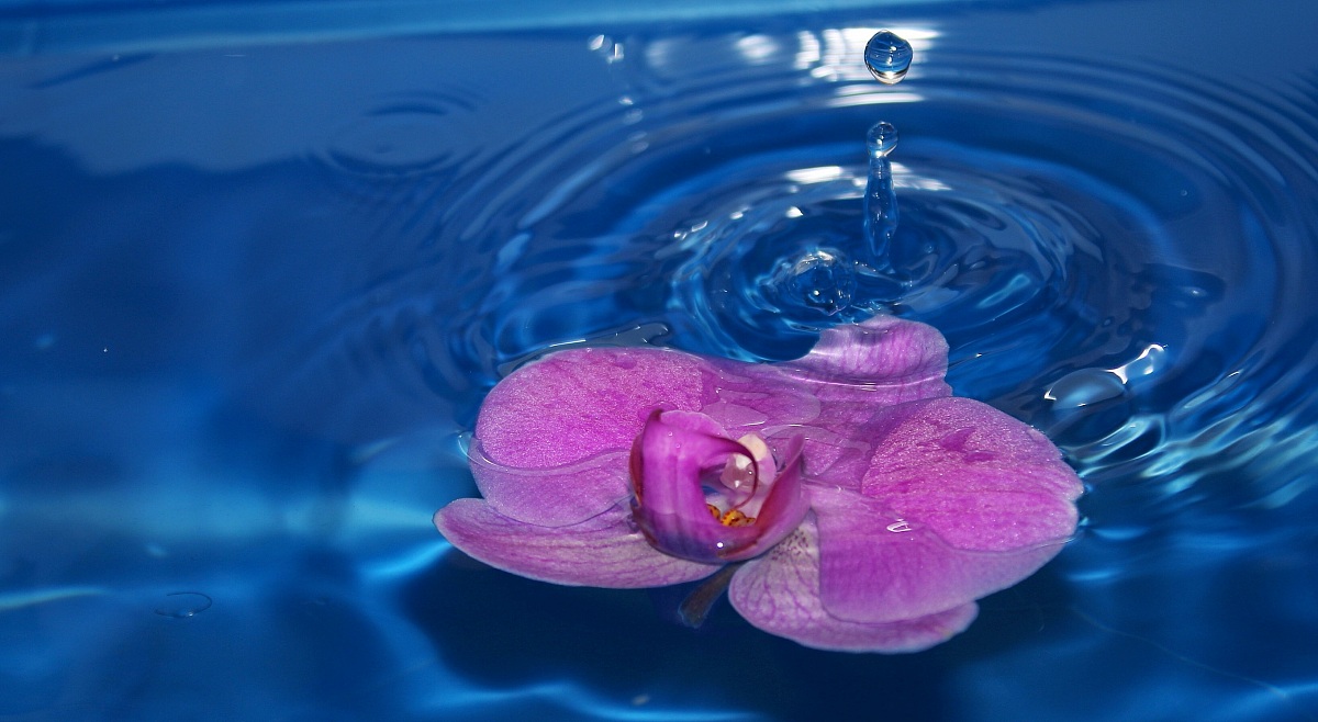 The orchid and drop...