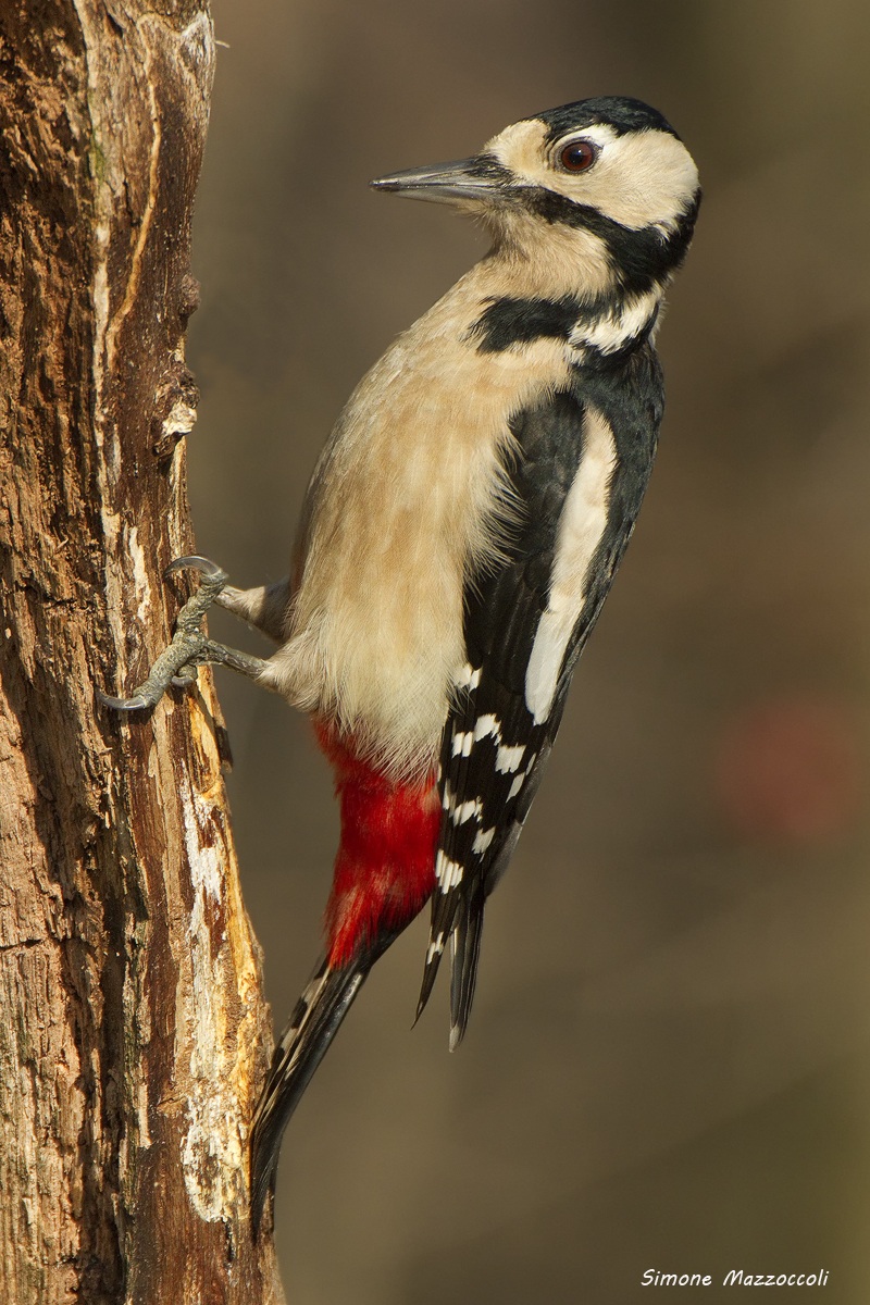 Great Spotted Woodpecker female...
