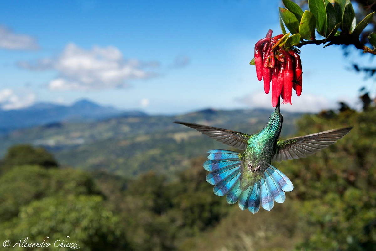The world of hummingbirds...
