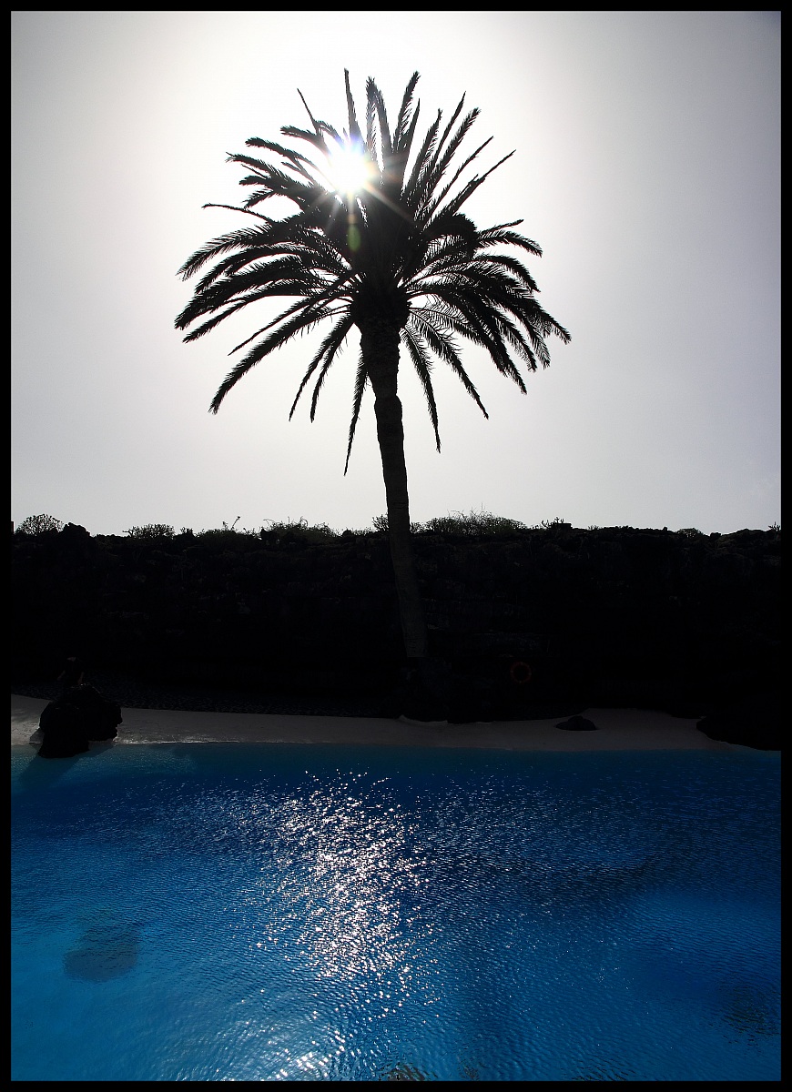 Blue palm (Lanzarote)...