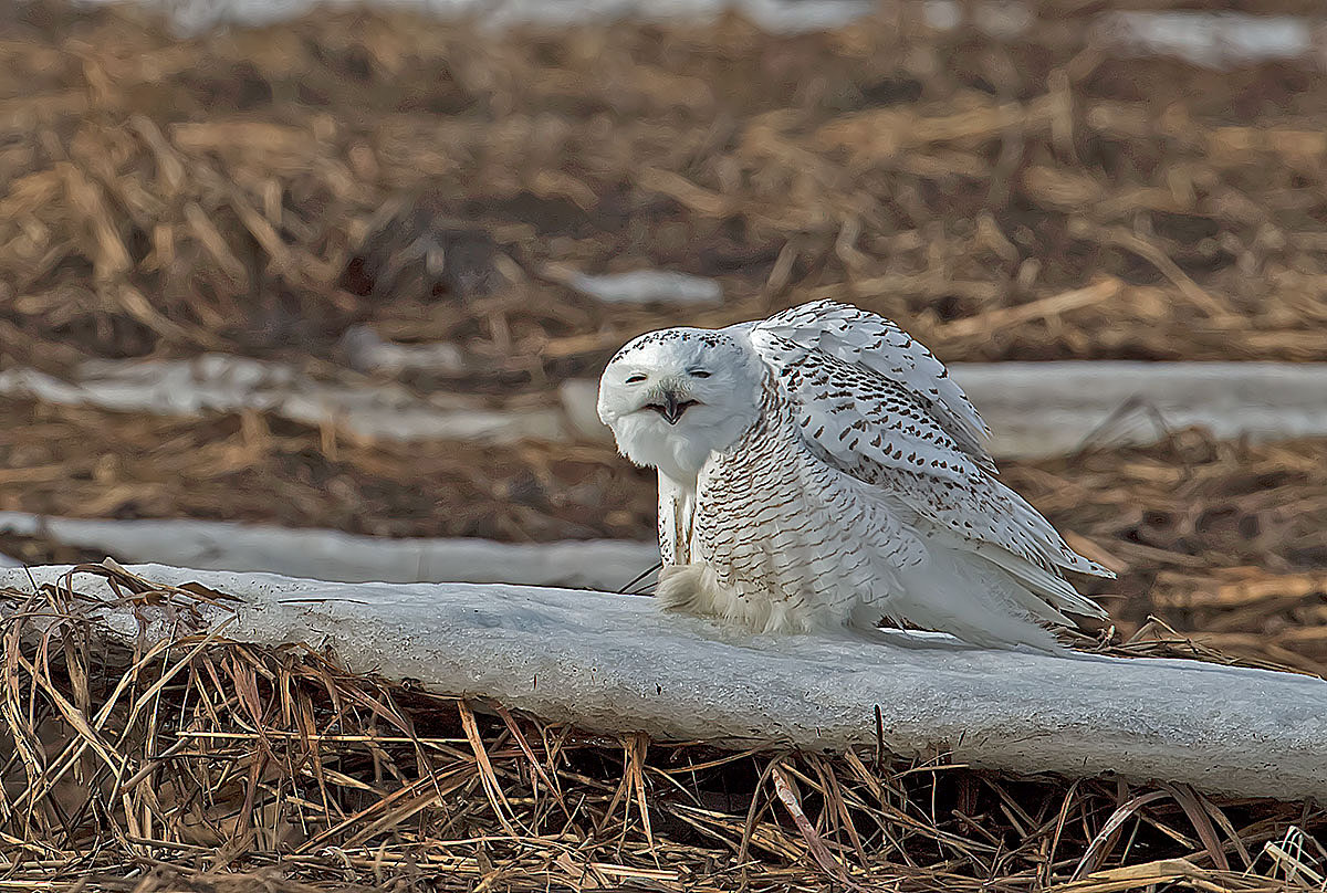 Snowy Owl...