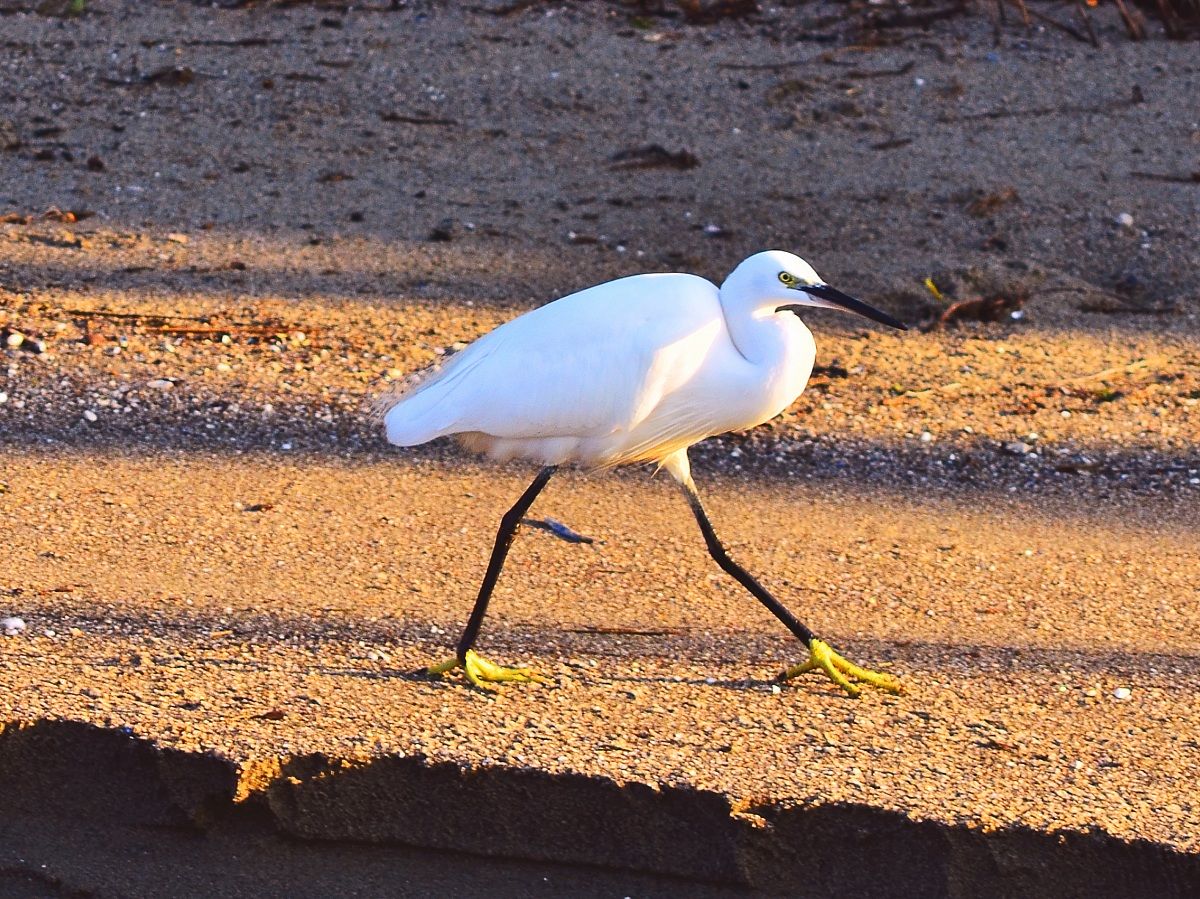 walking to the sea...
