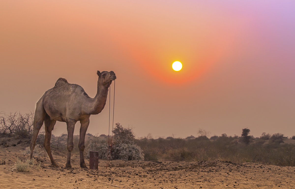 Deserto del Thar - Rajasthan...