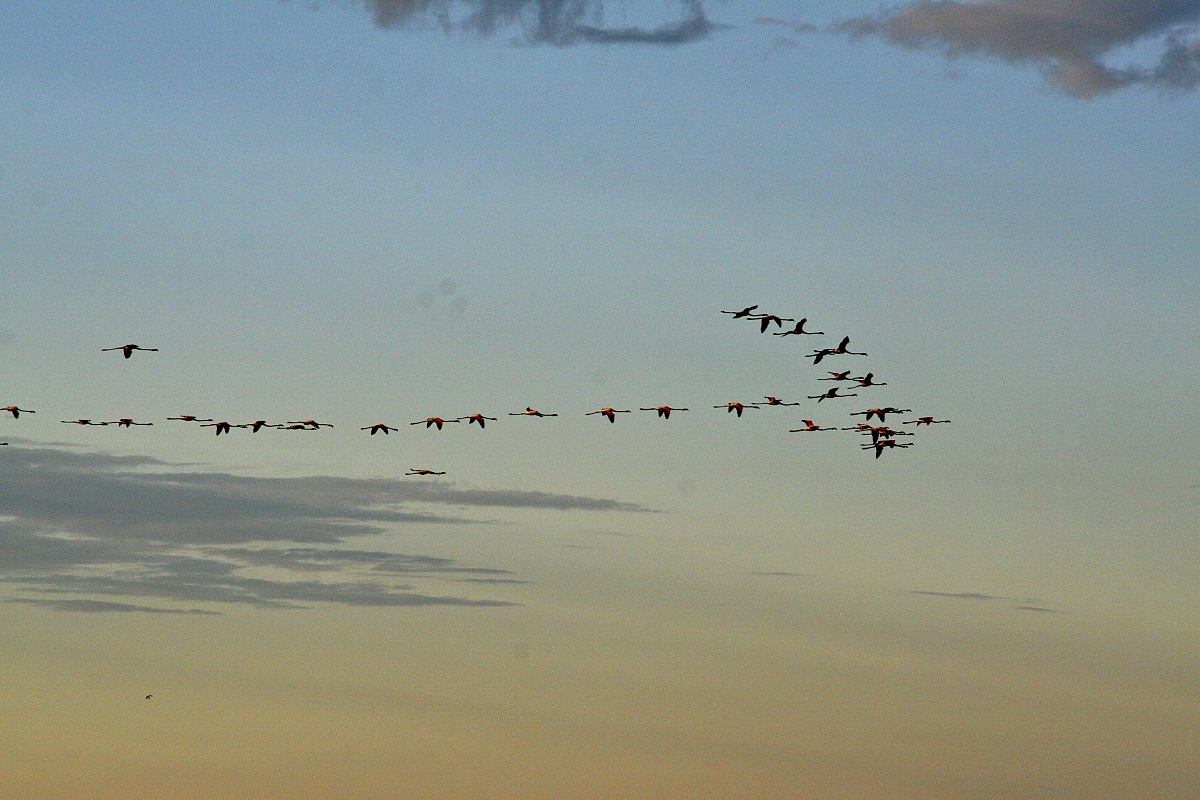 flamingos in flight over the lagoon...