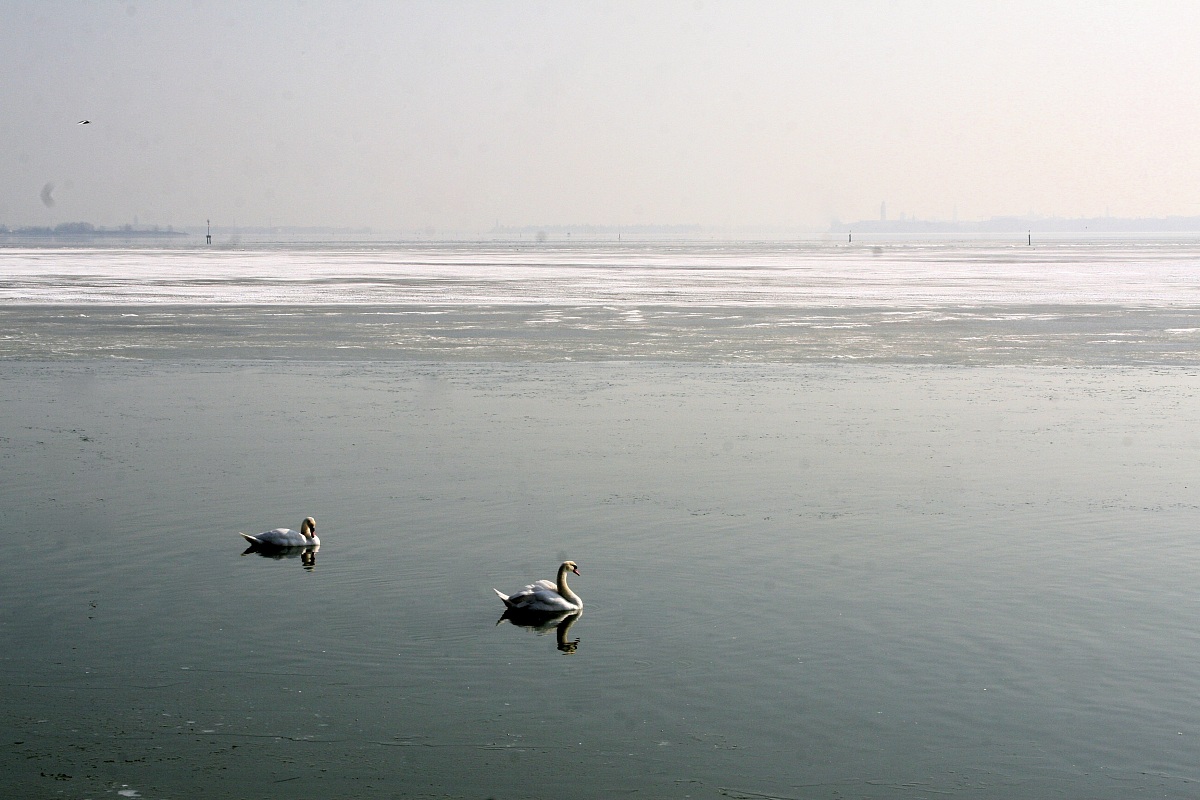swans on the frozen lagoon...