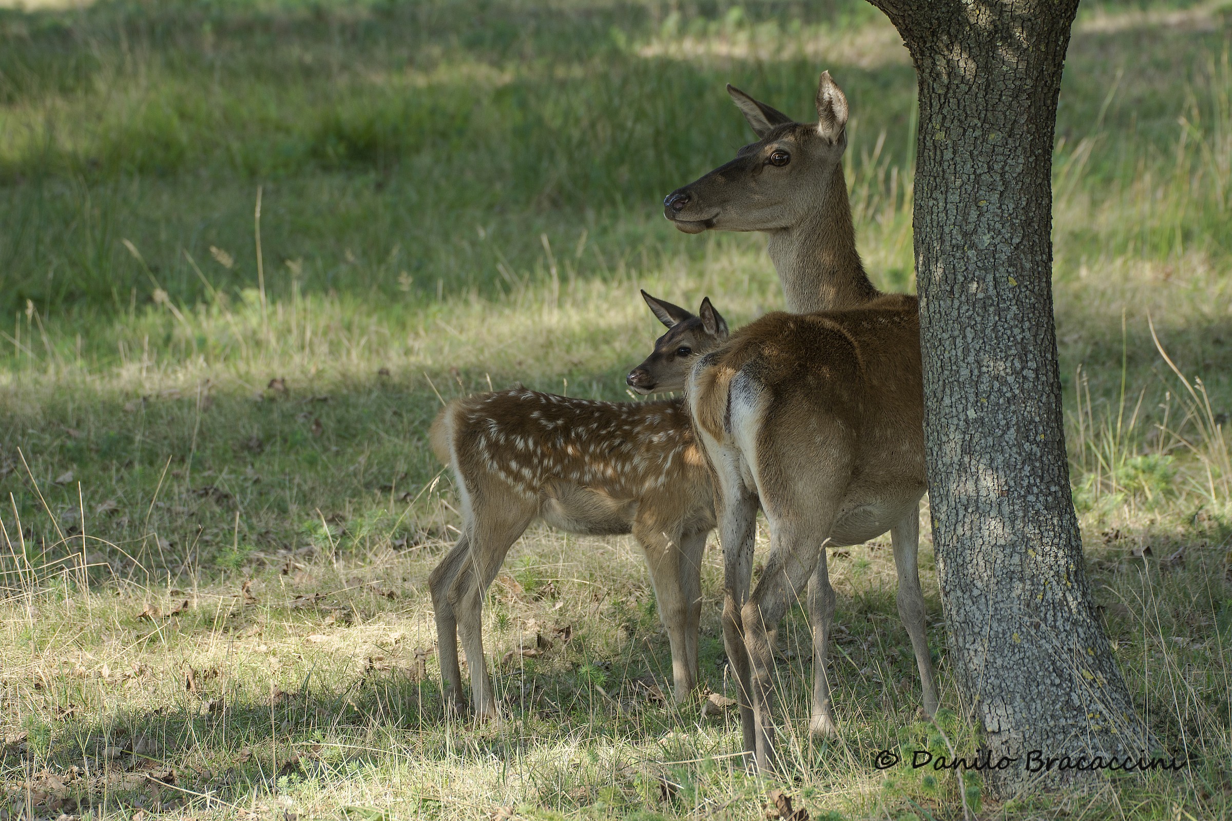 Mamma con piccolo...