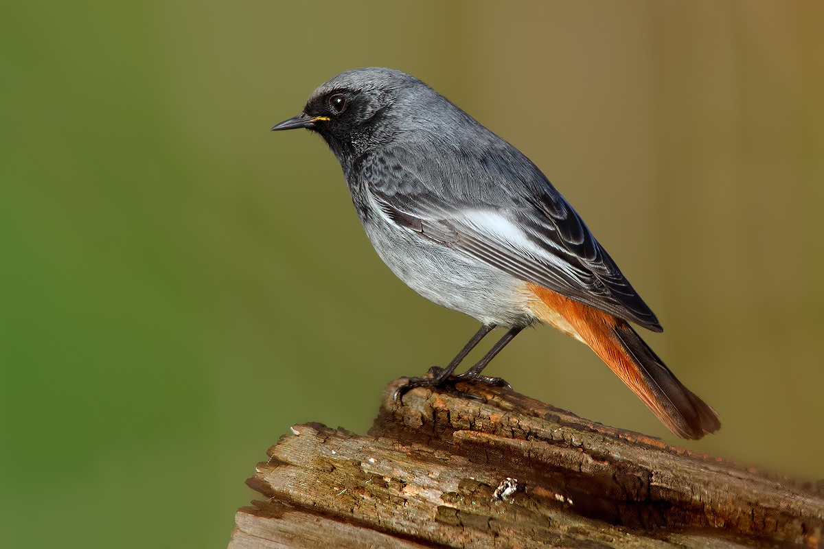 Sweeps Redstart (Male)...