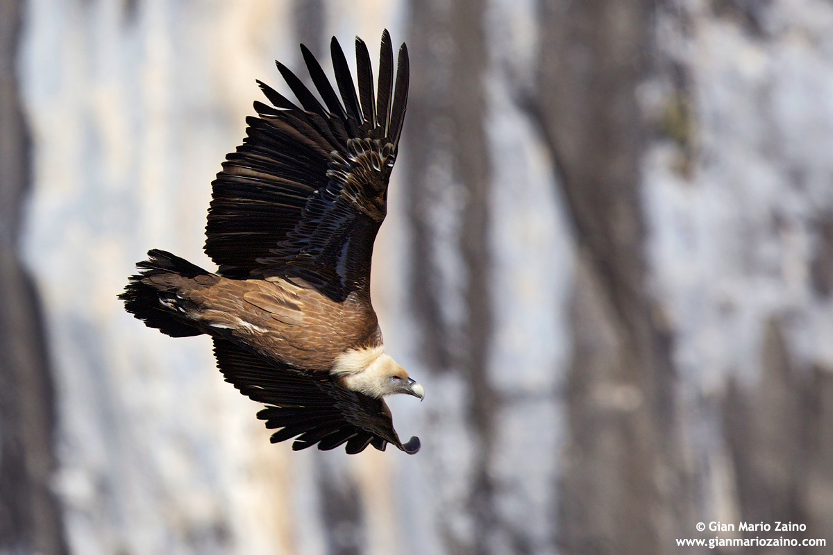 Gyps fulvus / Griffin / Griffon vulture...