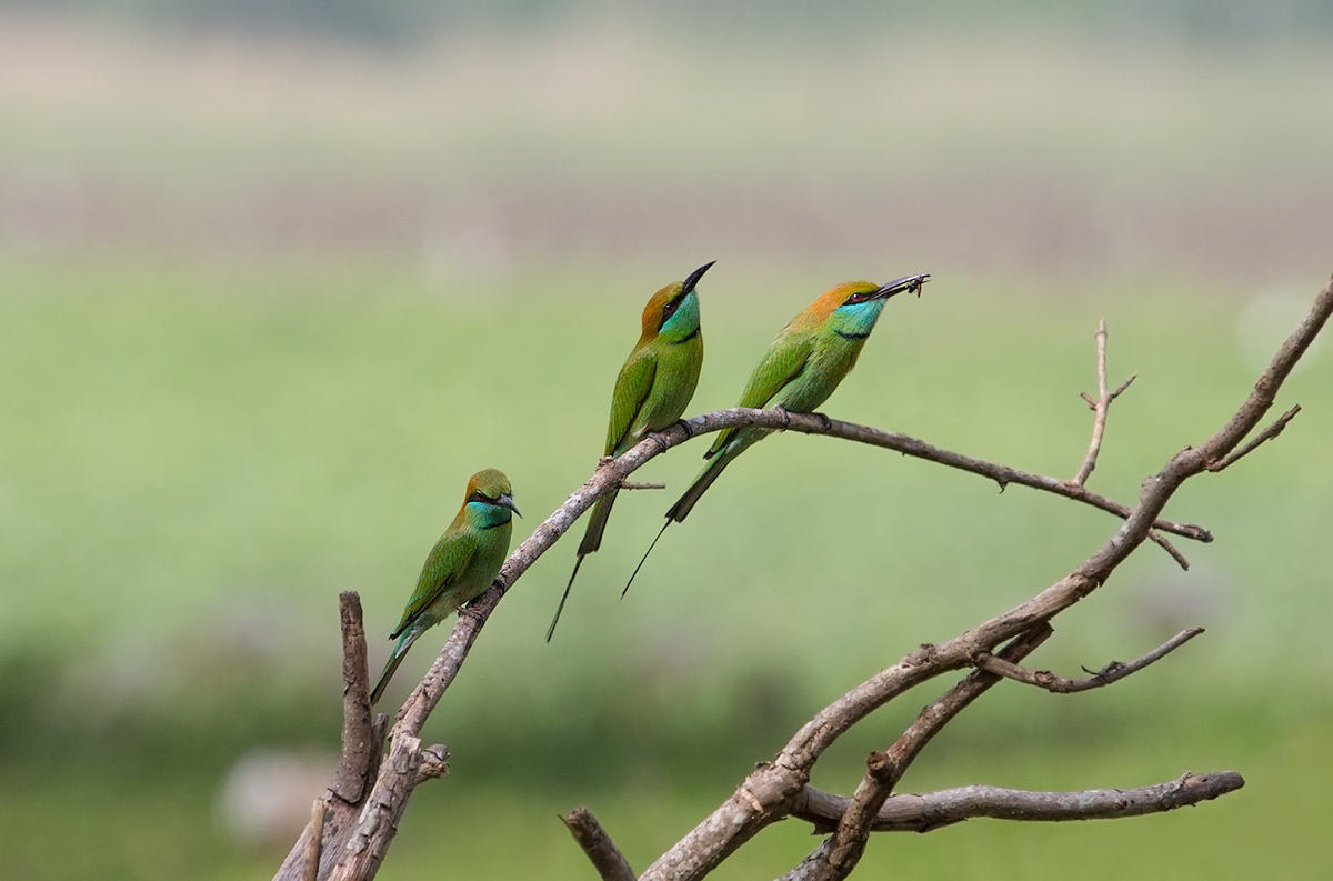 Merops orientalis (green bee-eater)...