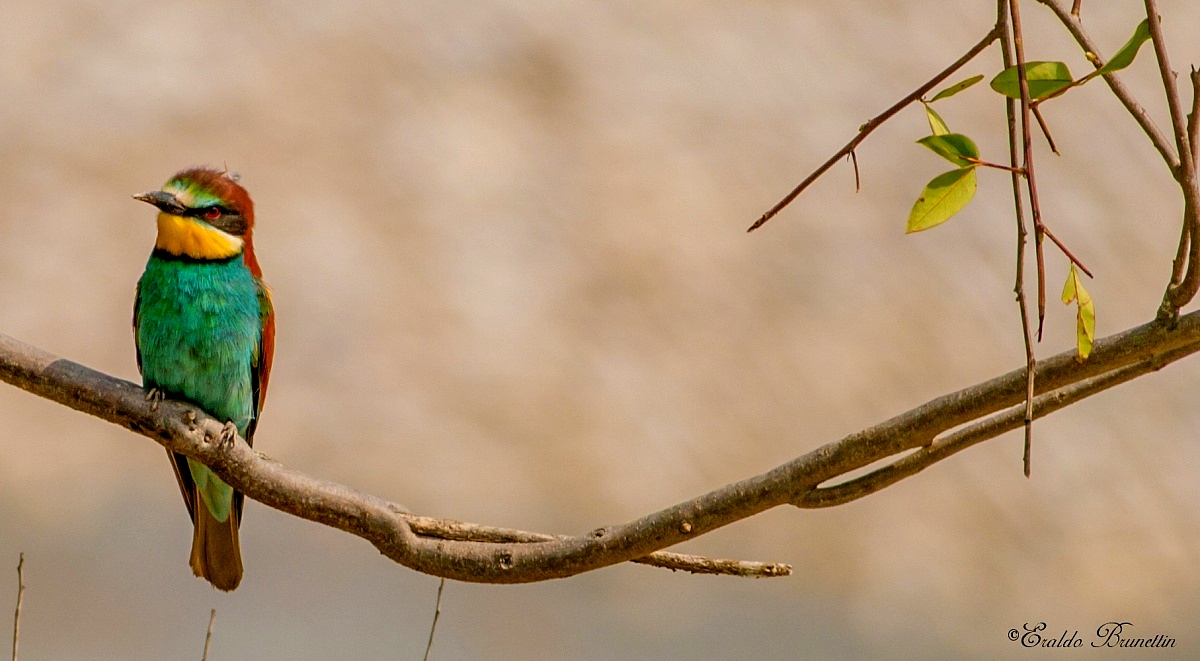 Bee-eater (Merops Bee-eater)...