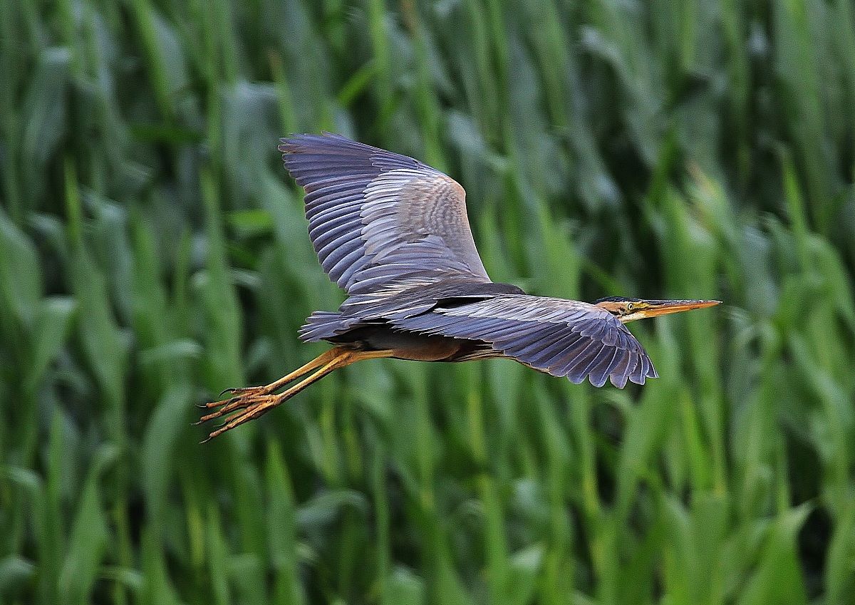 purple heron...