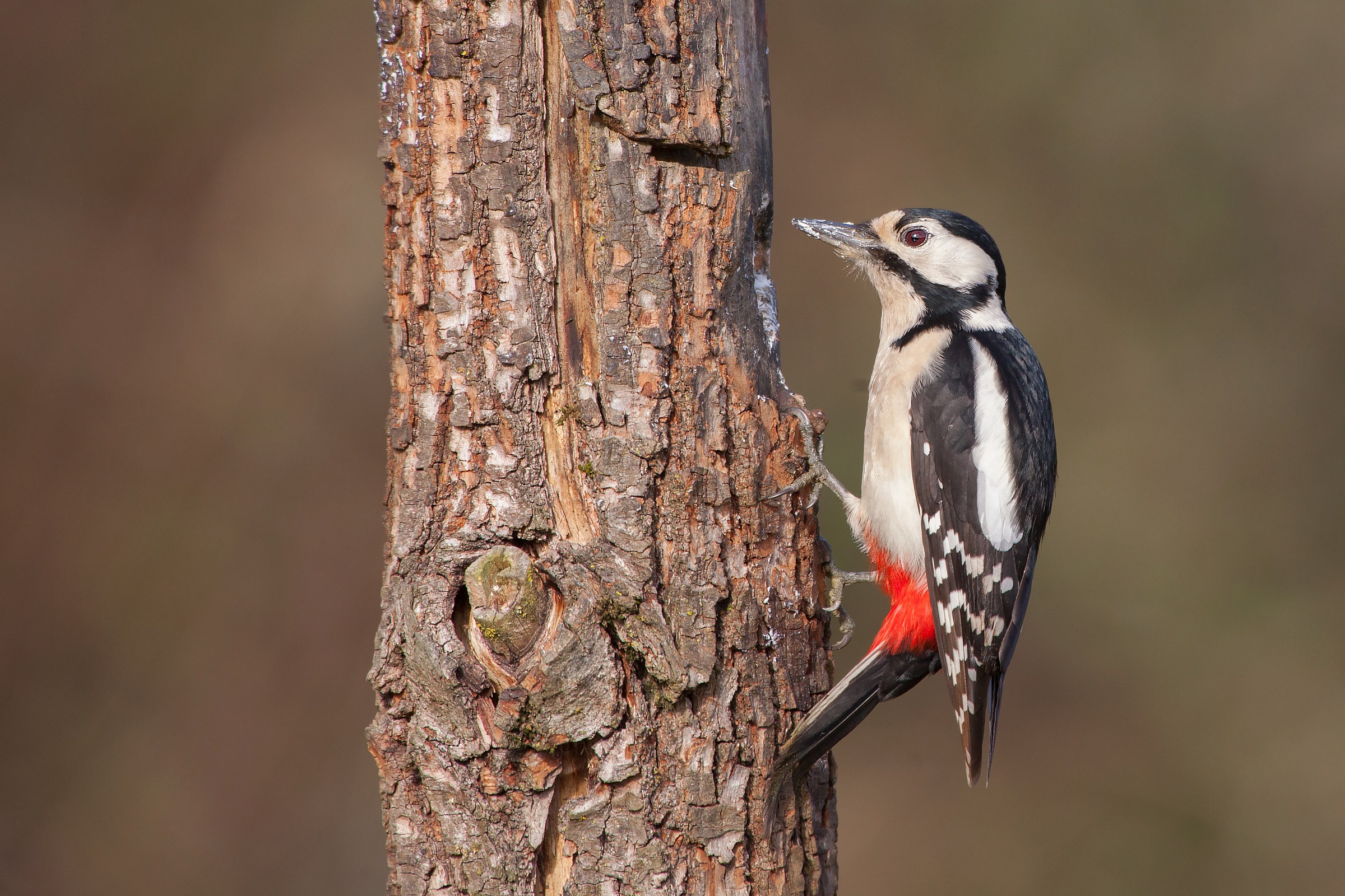 Woodpecker Cervara...