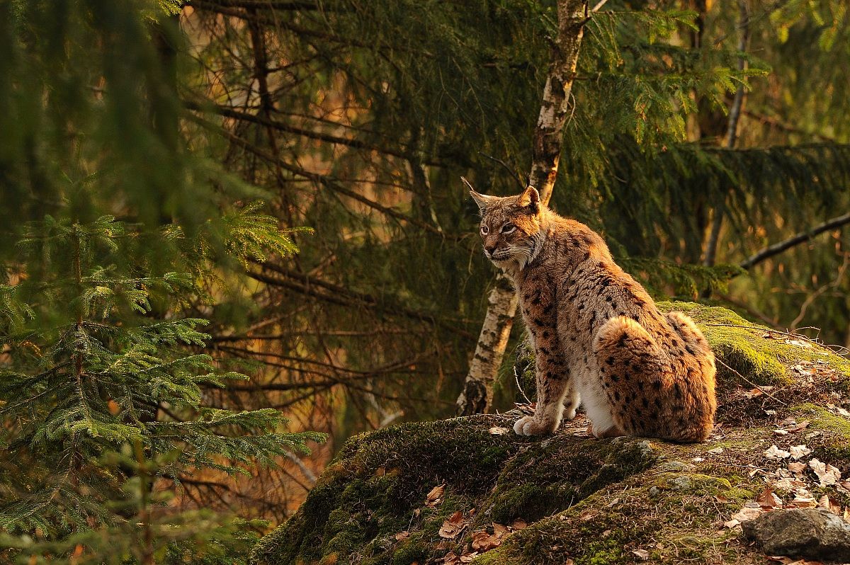 Lynx...