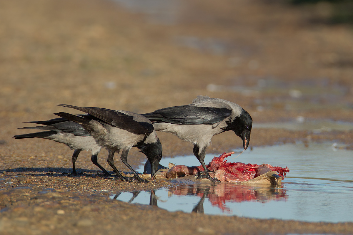 Crows consume the remains of a poor spatula...