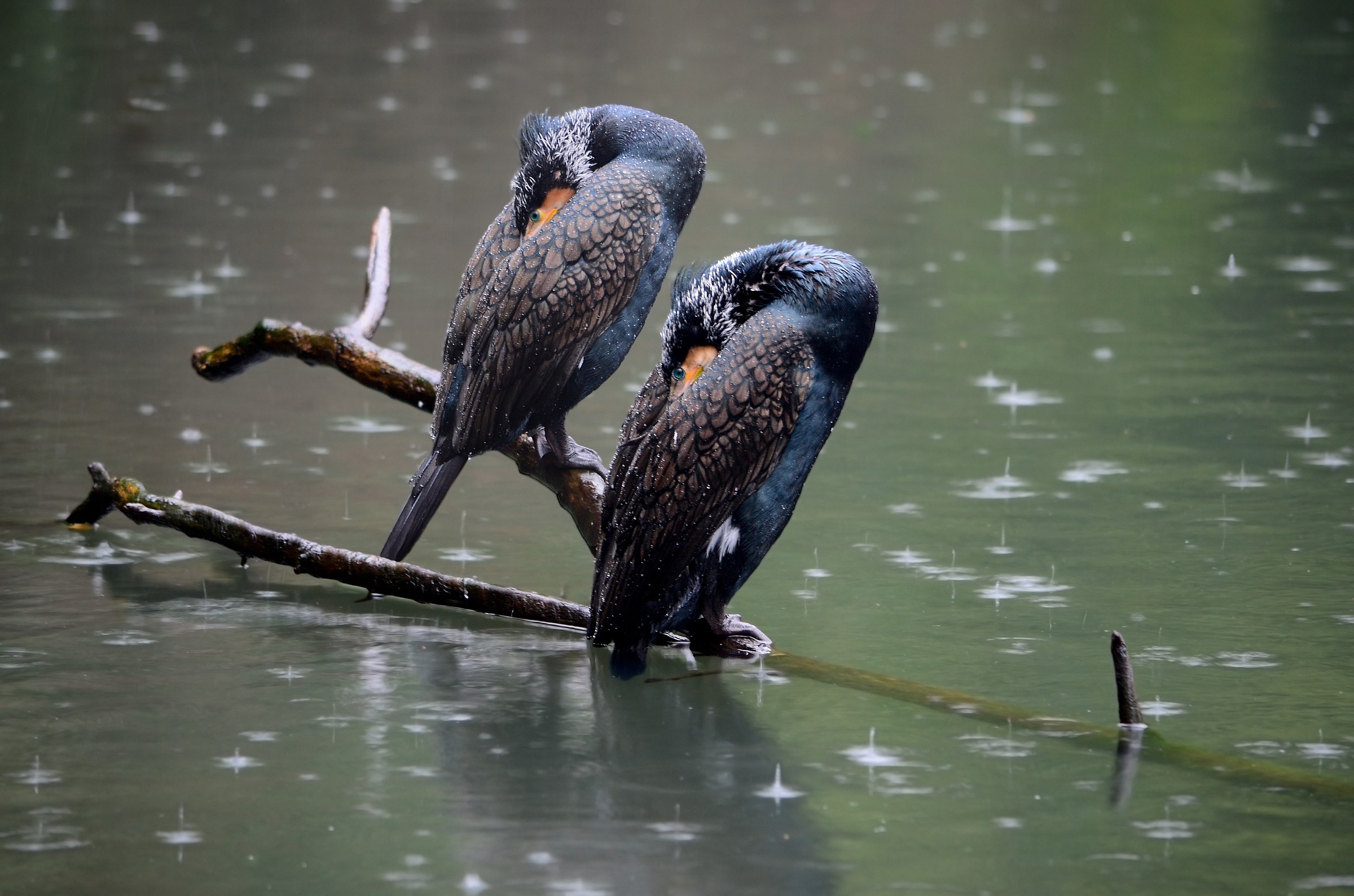 Two cormorants in the rain...
