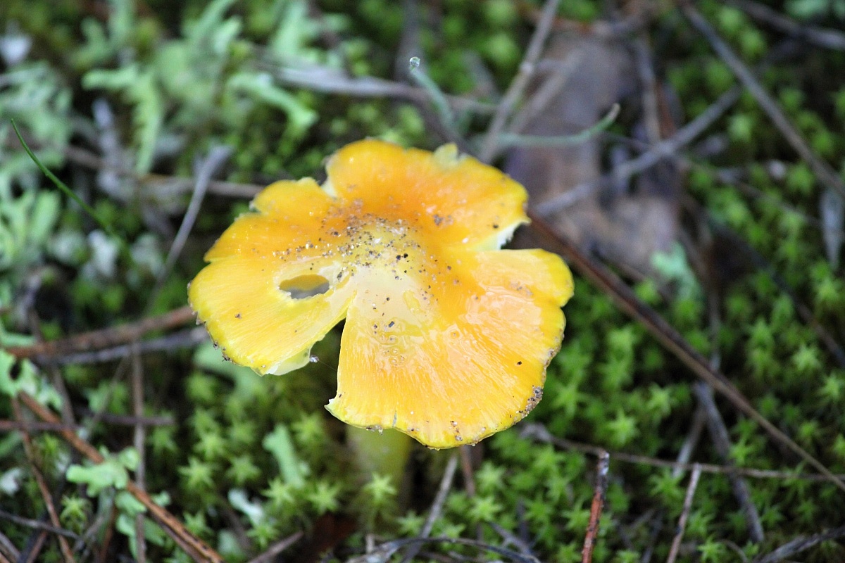 Yellow mushroom...
