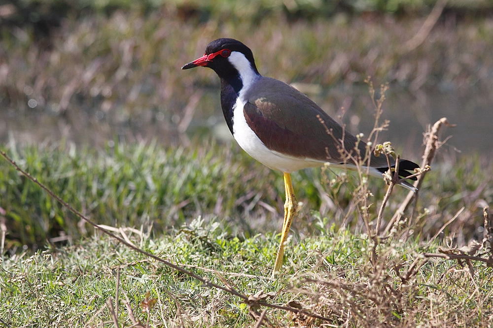 Red wattle lapwing from Indiana...