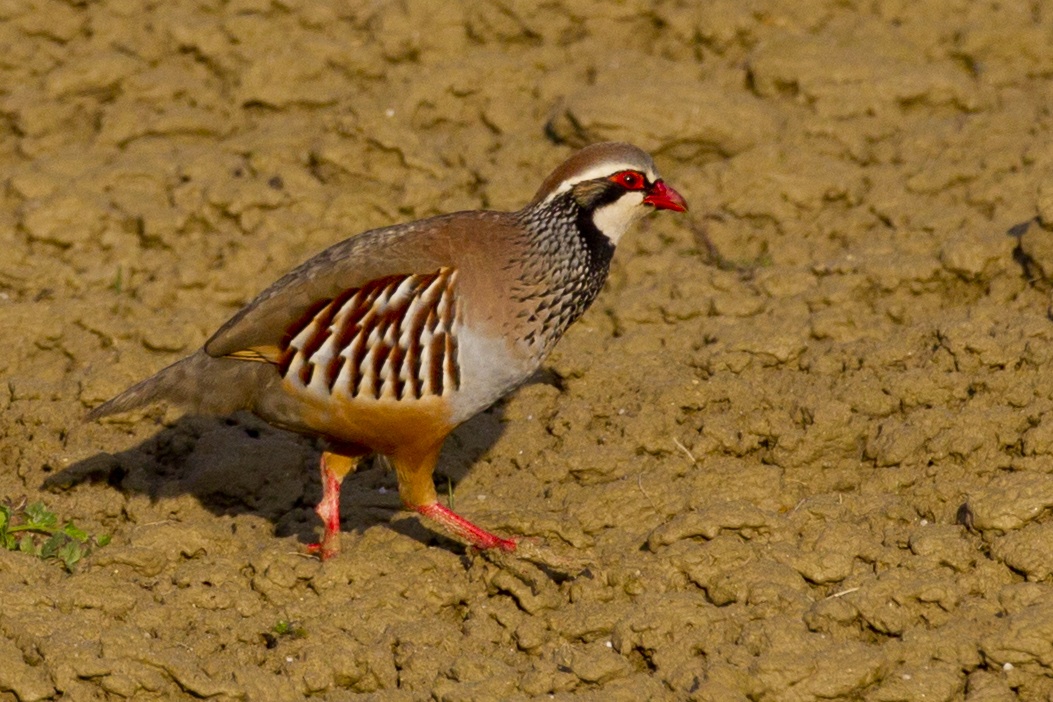 Red-legged Partridge...
