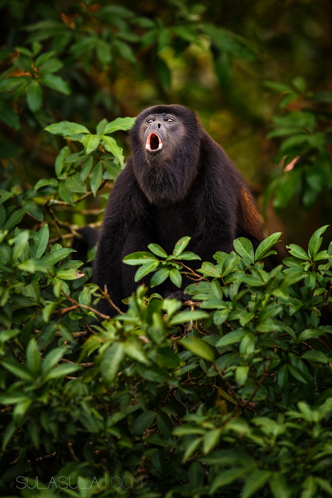 Scimmia urlatrice | Costa Rica...