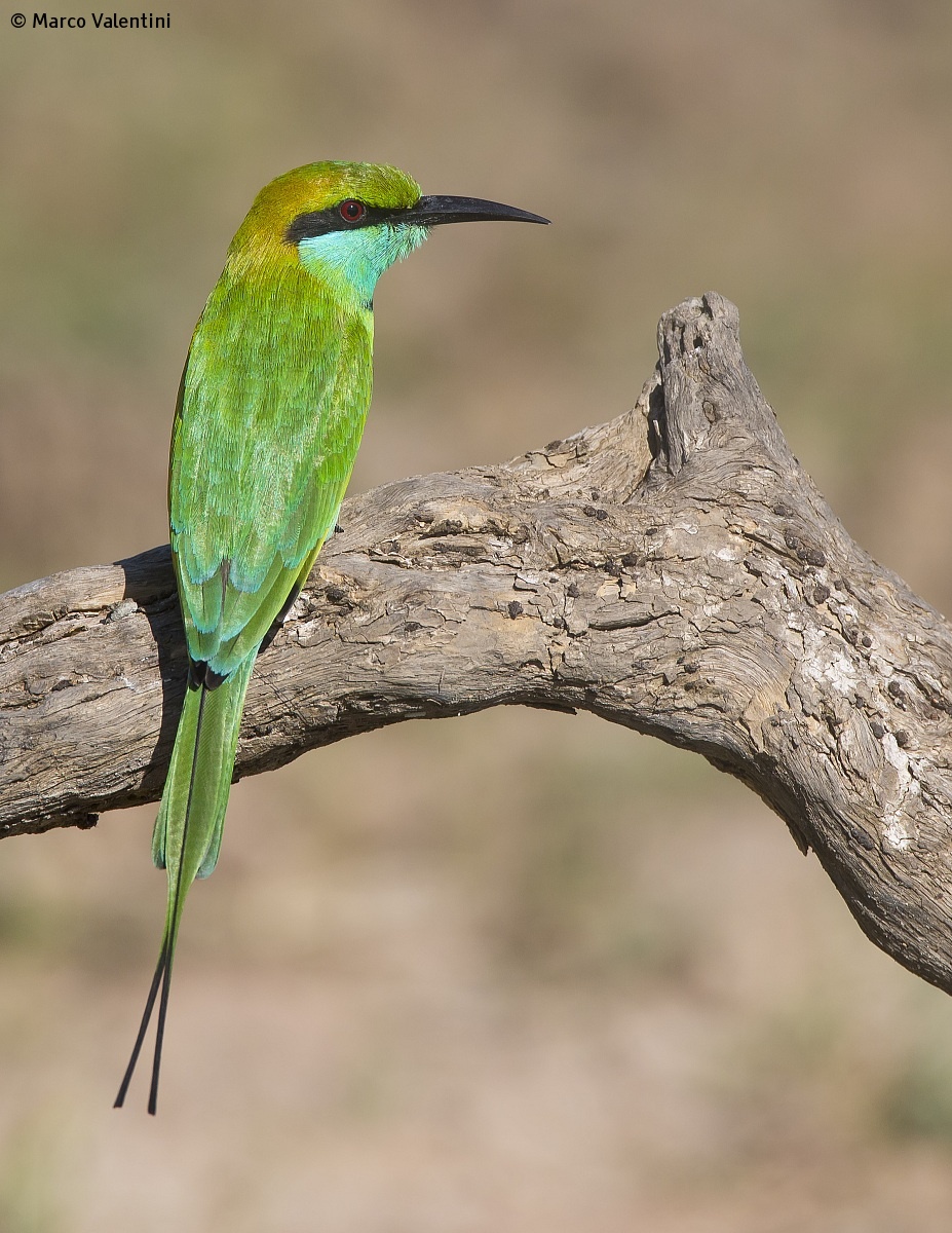 Small green bee-eater...