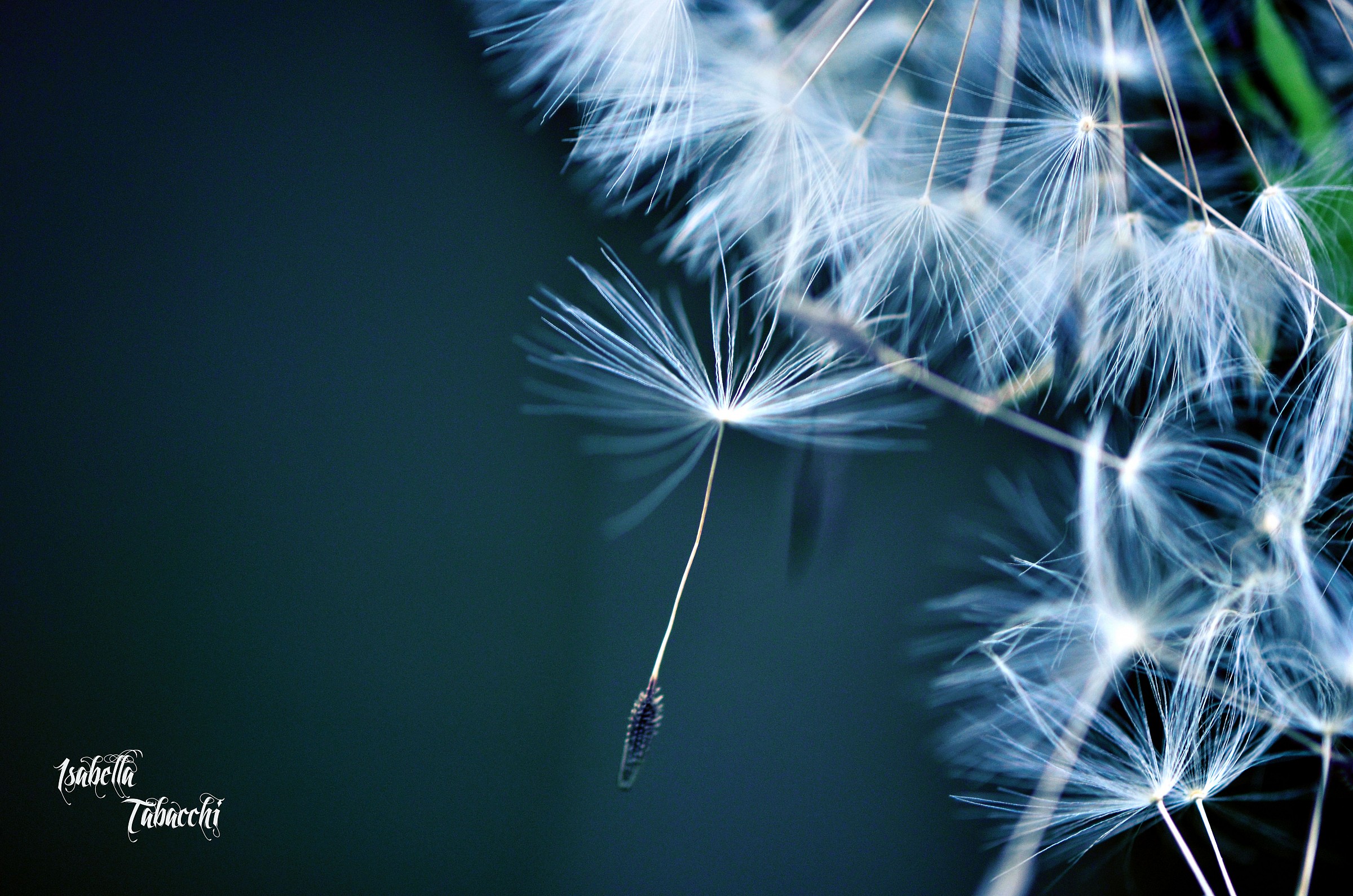 Dandelion...