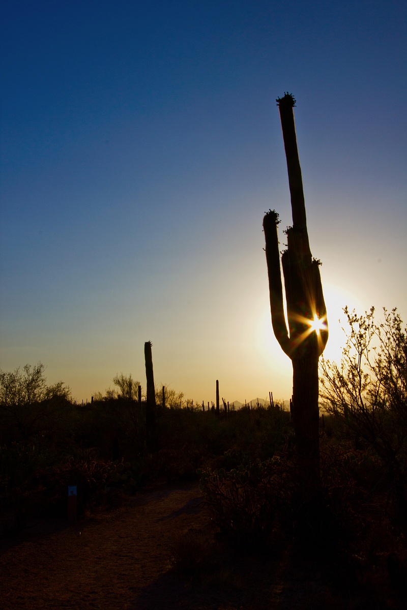 Saguaro n.p., Arizona...