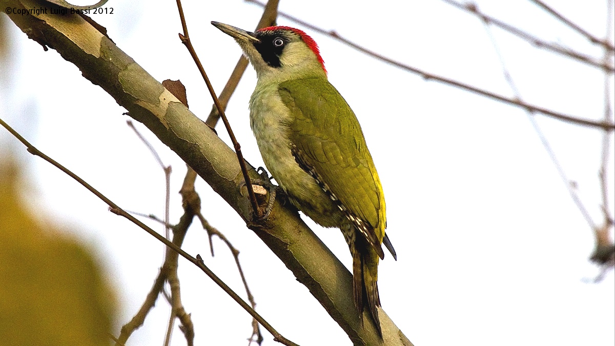 The Green Woodpecker...